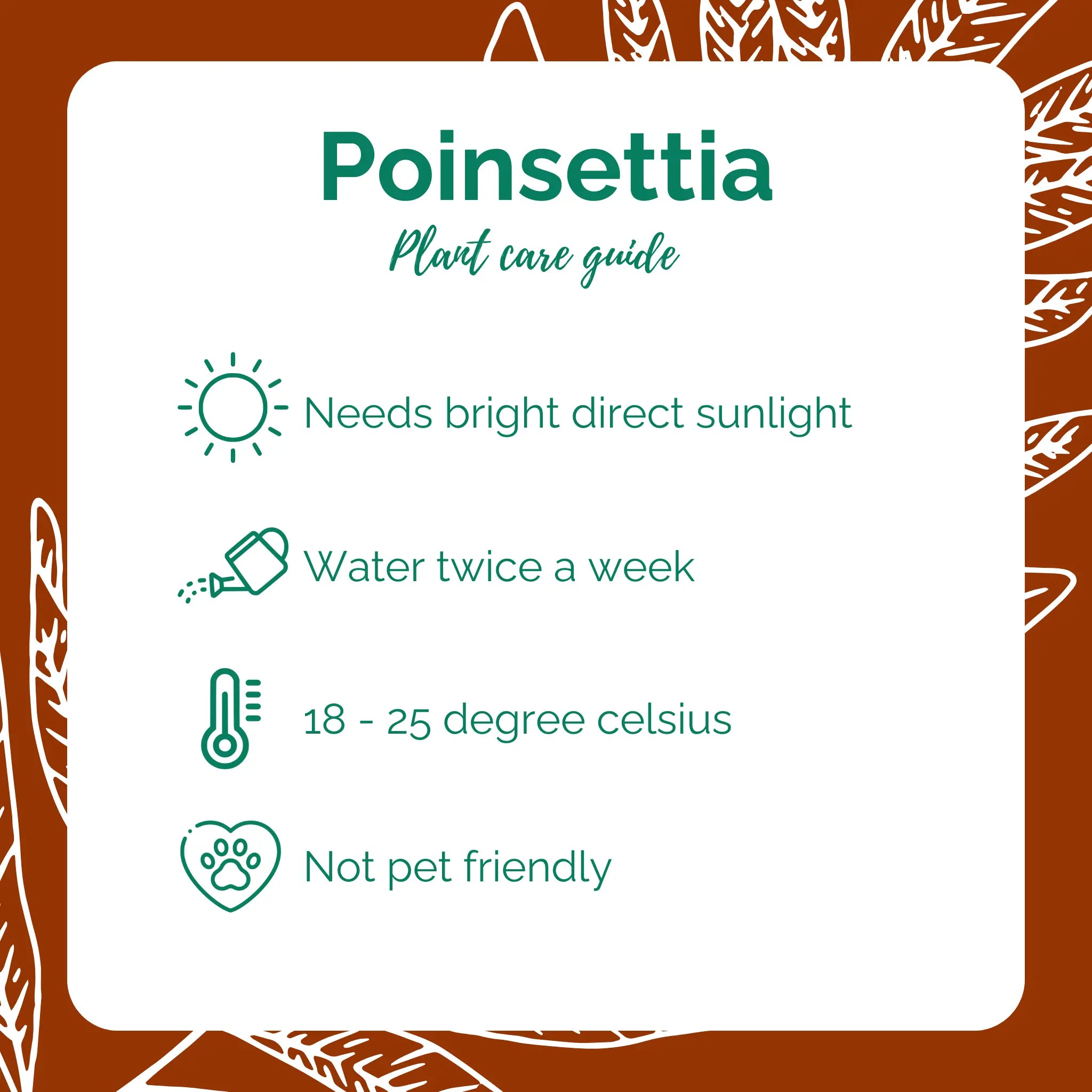 Poinsettia