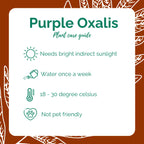 Purple Oxalis