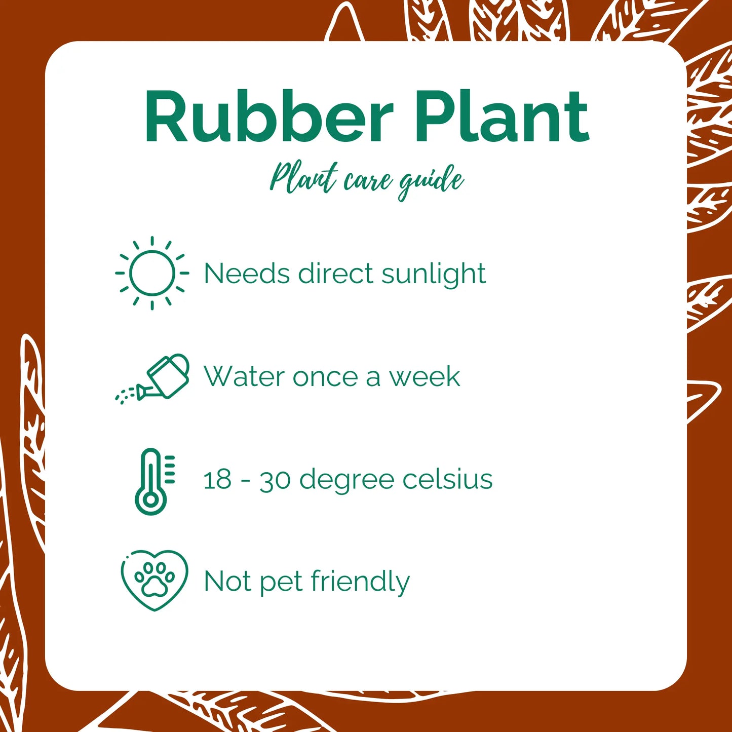 Rubber Plant