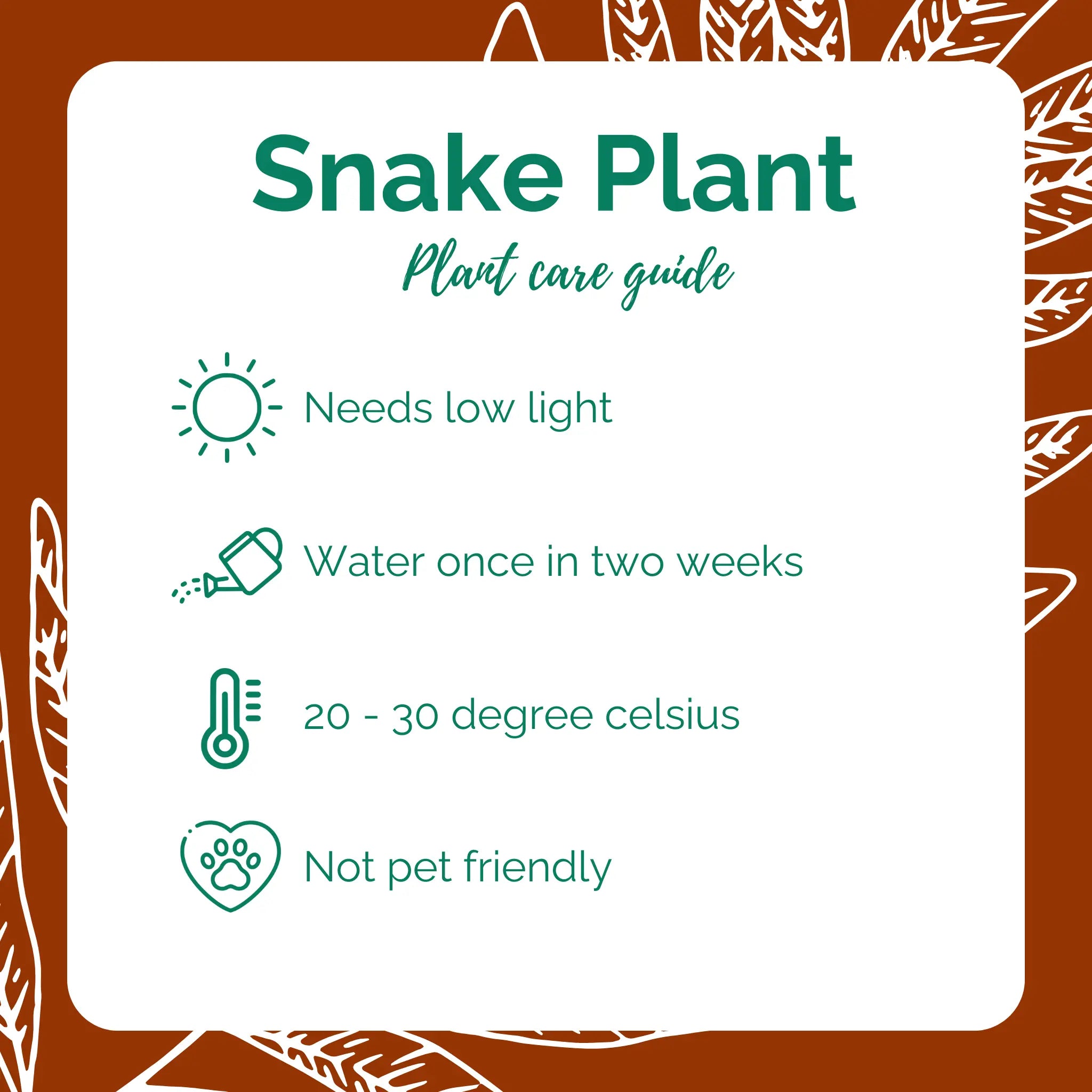 Snake Plant