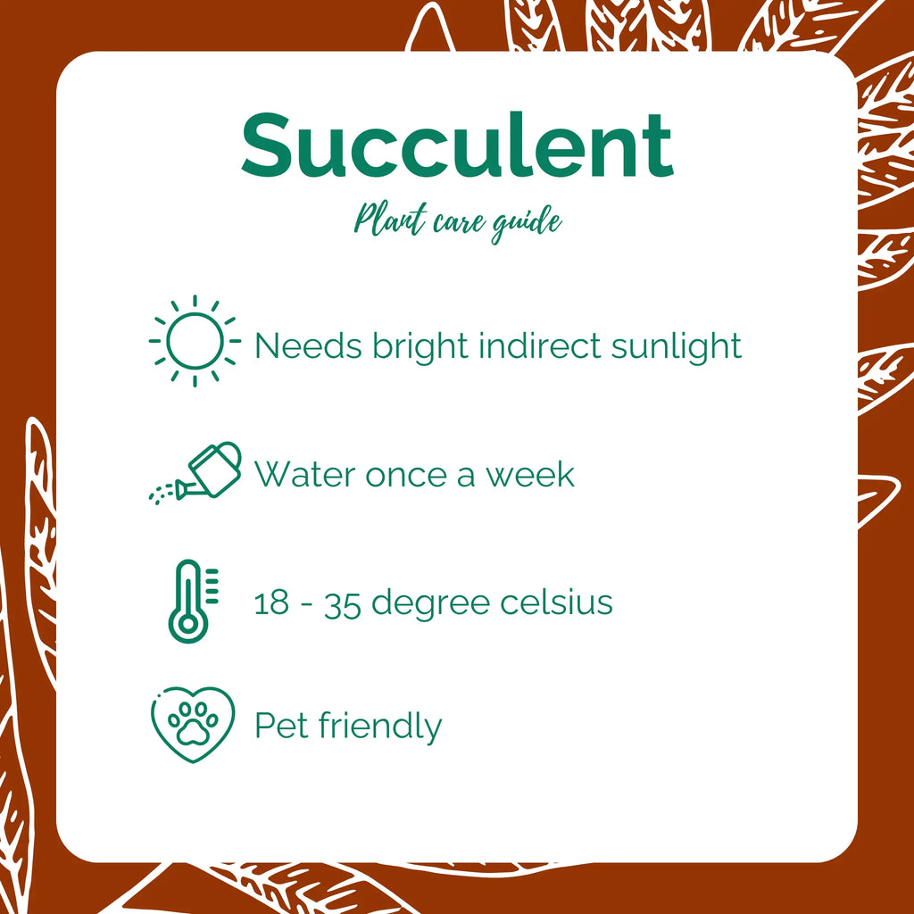 Succulent